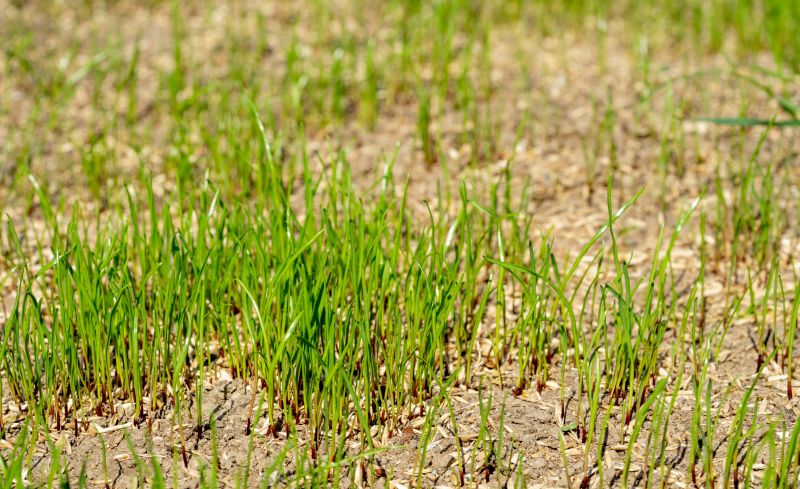 Lawn Seeding in Ventura County, CA
