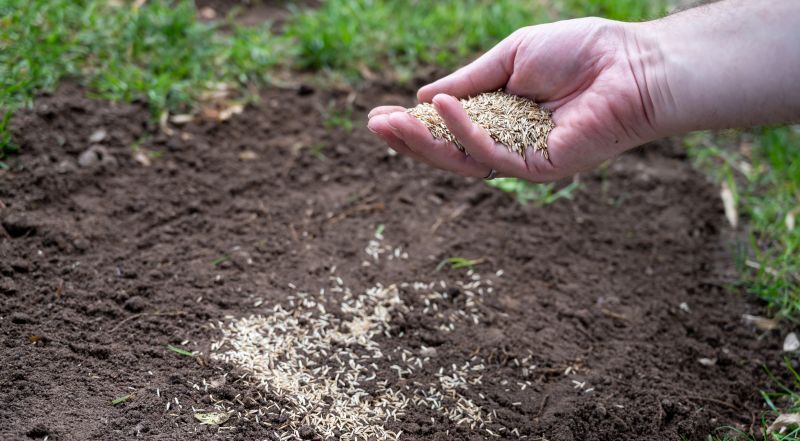 New Lawn Seeding in Ventura County, CA