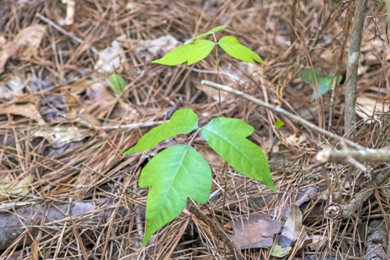 Poison Oak Removal in Delaware County, PA