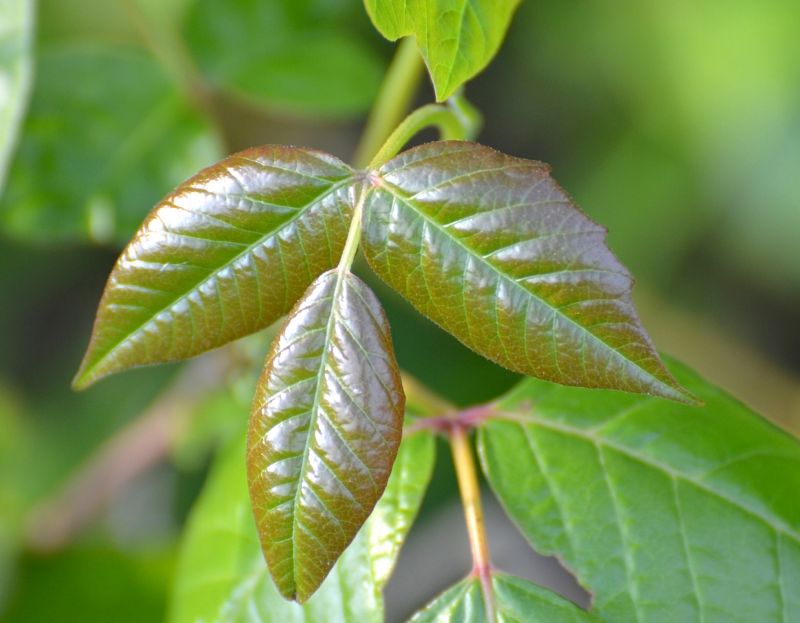 Poison Oak Removal in Ventura County, CA