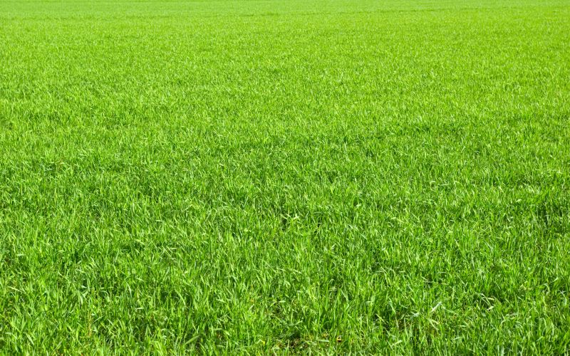 Residential Grass Seeding in Ventura County, CA